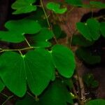 Bauhinia monandra Лист
