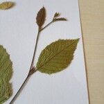 Carpinus betulusList