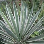 Agave vivipara Blad