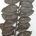 Hirtella paniculata Máis
