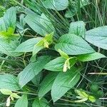 Symphytum tuberosum Blad