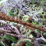 Polystichum ammifolium Coajă