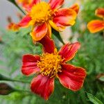 Tagetes tenuifolia ফুল