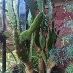 Opuntia monacantha 葉