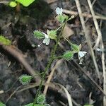 Circaea canadensis Çiçek