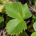 Fragaria × ananassa Feuille