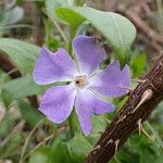 Vinca majorFlor