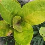 Anthurium jenmanii Leaf