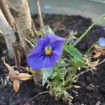 Viola tricolorFlor