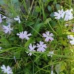 Phlox subulataFlower