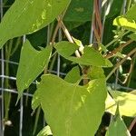 Fallopia dumetorum Hoja