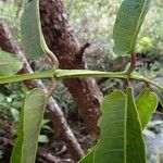 Syzygium longifolium Folla