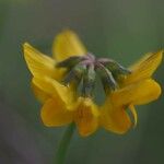 Hippocrepis scorpioidesFlower