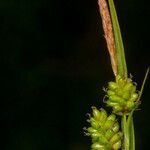 Carex pallescens Fruto