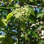 Ligustrum lucidum Плід