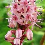 Bistorta amplexicaulis Floare