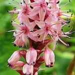 Bistorta amplexicaulis Flower