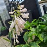 Hosta plantagineaFlor