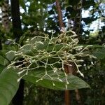 Bertiera borbonica Flor