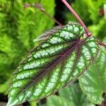 Cissus discolor Leaf