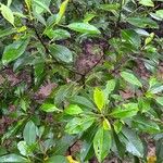 Rhizophora mucronata Φύλλο