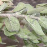 Evolvulus tenuis Hoja