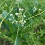 Clematis ligusticifolia Blomst