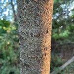 Clethra alnifolia Bark