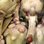 Cynara cardunculus Flower