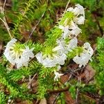 Woollsia pungens Flower