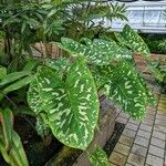 Caladium praetermissum 整株植物