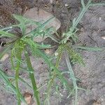 Senecio glaucus Leaf