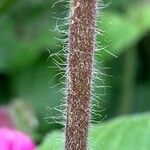 Silene pendula Bark