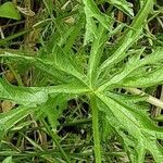 Malva moschata Blatt