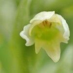 Pseudorchis albida Virág