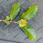 Campomanesia phaea Fruit