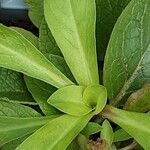 Verbascum phoeniceum Leaf