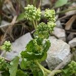 Mercurialis huetii Blomma