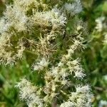 Austroeupatorium inulifolium Blüte