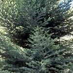 Abies cephalonica 形態