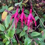 Fuchsia magellanica Blomst