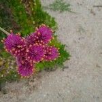 Gomphrena globosaBloem