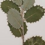 Quercus rotundifolia Leaf