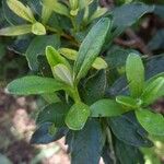 Cistus ladanifer Hoja