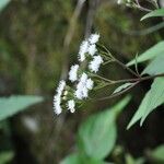 Ageratina riparia Fleur