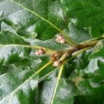 Quercus pubescens その他の提案