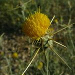 Centaurea solstitialis Fula