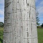 Schizolobium parahyba Corteza