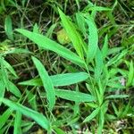 Leersia virginica Leaf