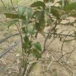 Combretum micranthum Rinde